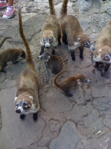 Animals that were too used to people.