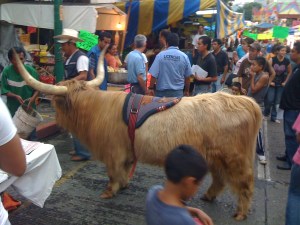 A Yak at a fair